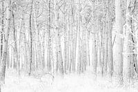 Herbst in den Niederlanden