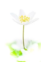 W i t  --  Bosanemoon