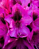 Rhododendron Marcel Menard