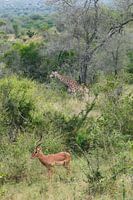 De neuzen staan dezelfde kant op
