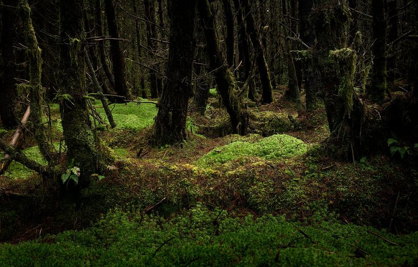 Secretive forest in Ireland by Bo Scheeringa Photography