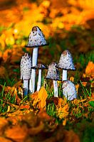 Perückenpilze (Coprinus comatus)
