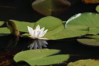 weiße Seerose