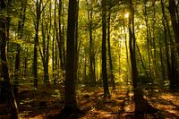 Zomermiddag in het Kralingse Bos 