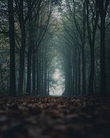 Foggy day in the woods.