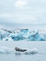 Phoque sur un floe dans le lac du glacier Jokulsarlon, Islande