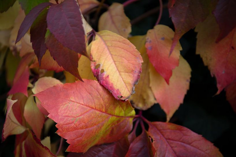The colours of autumn in different splendours by Bianca Meyering Fotos - BMF