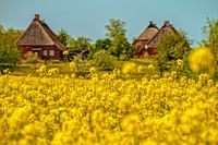 A travers le colza doré jusqu'au village de Reet Hoben