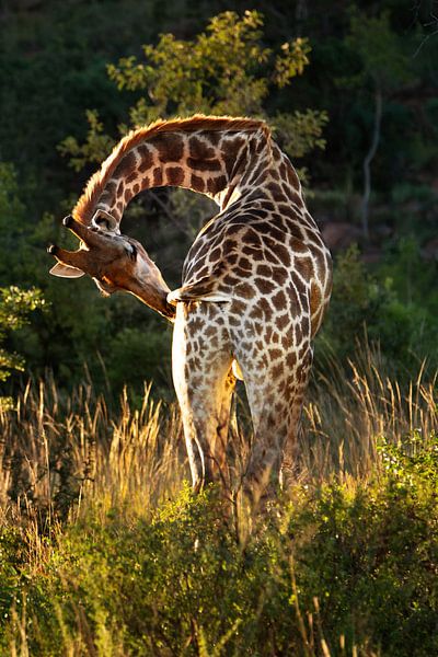 Giraffe in Afrikas schöner Landschaft von Chi
