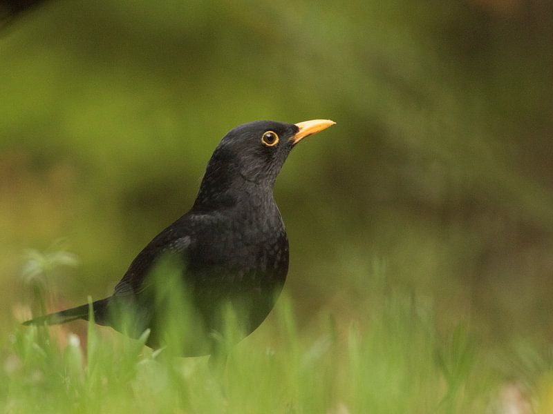 Merel by Anneke Kroonenberg