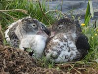 twee eenden aan het water