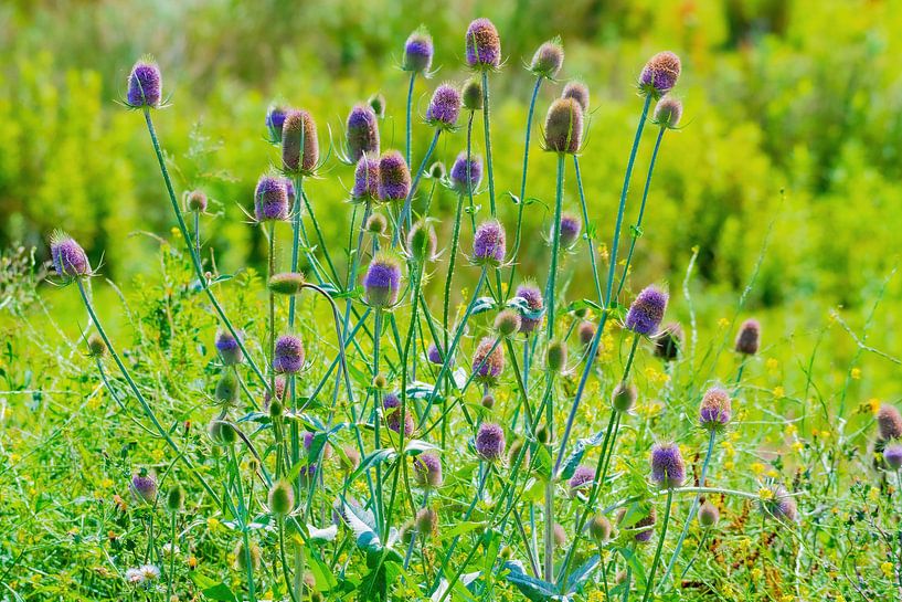 Chardon par Merijn Loch