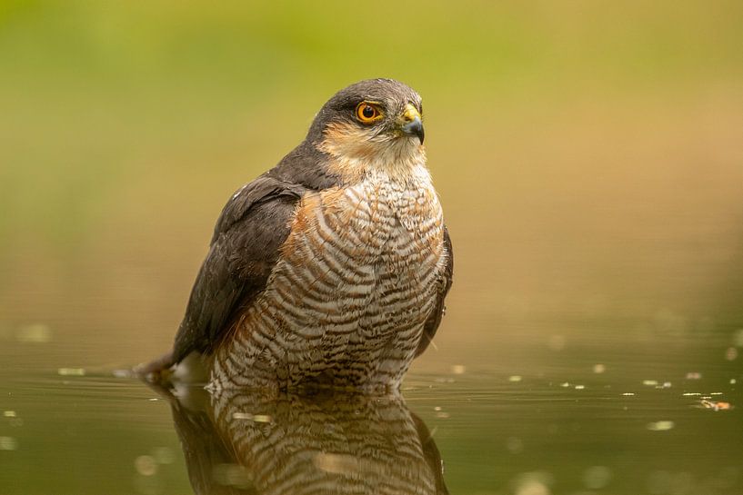 Sperber auf dem Wasser 2 von Tanja van Beuningen