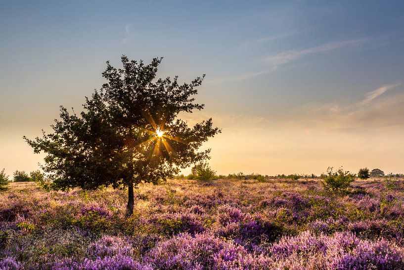 Landschaft blühenden Heidekraut bei Sonnenuntergang von Hilda Weges