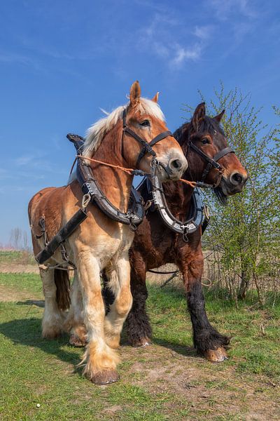 Trekpaarden voorjaarswerkzaamheden par Bram van Broekhoven