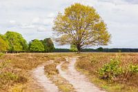 Baum im Bereich Maashorst