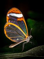 Greta Oto, the glass-winged butterfly