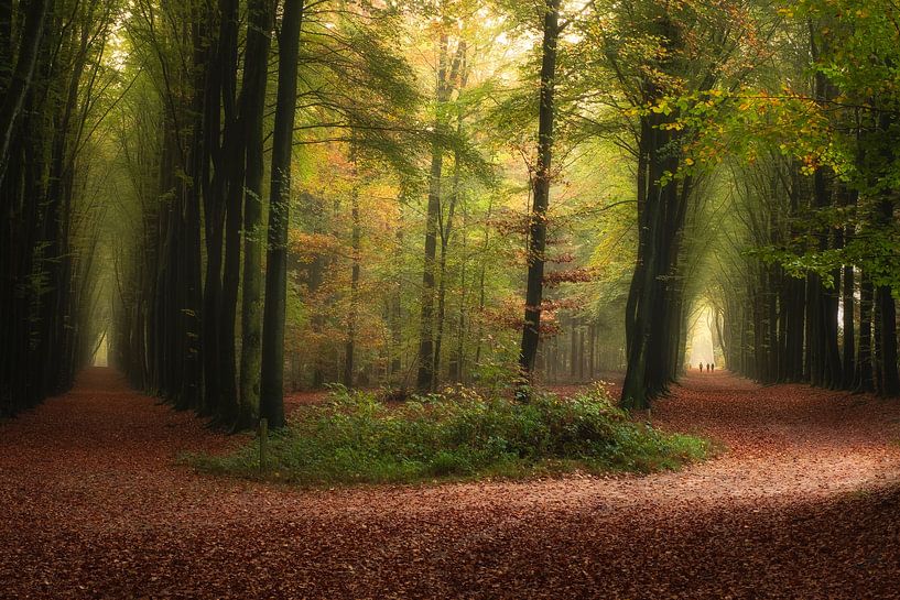 Quelle voie choisirez-vous ......... ? par Moetwil en van Dijk - Fotografie