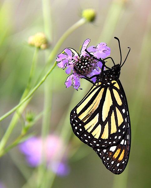 Monarchfalter ( drucken ) von Jose Lok