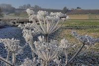 Ijsbloemen in het Jekerdal bij Maastricht