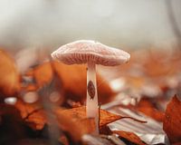 Pilz mit Schnecke im Wald