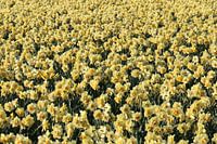 Bunt sind schon die Felder 2