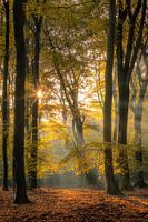 Le silence de la forêt