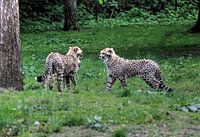Twee jachtluipaard jongen