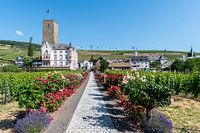 Wijngaard en wijnhuis bij Rüdesheim am Rhein