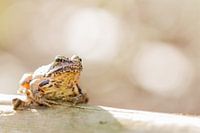 crapaud ou grenouille