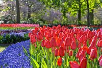 Keukenhof is in bloom