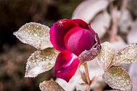 Red rose with frost and spider