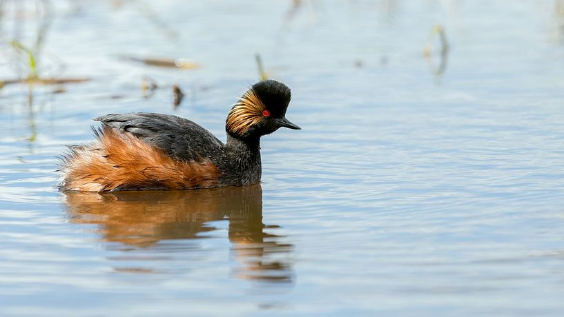 Black-necked Grebe by Yvonne Kruders