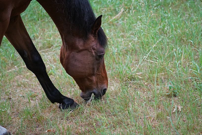Trakehner Feldmeyer au pâturage par Babetts Bildergalerie