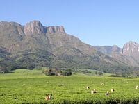 Thee plukkers aan de voet van Mulanje berg in Malawi