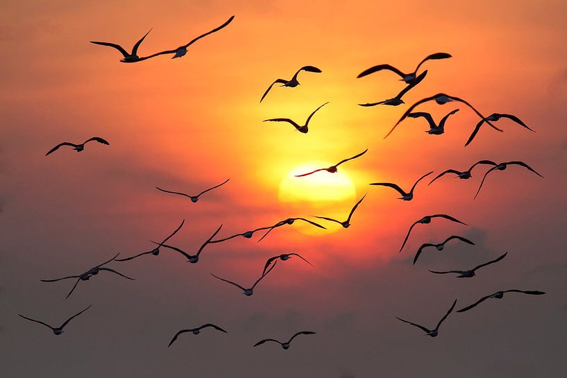 Seagulls sunset by Dick van Duijn