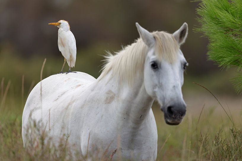 Camargue-Pferd mit Kuhreiher von Dirk Rüter