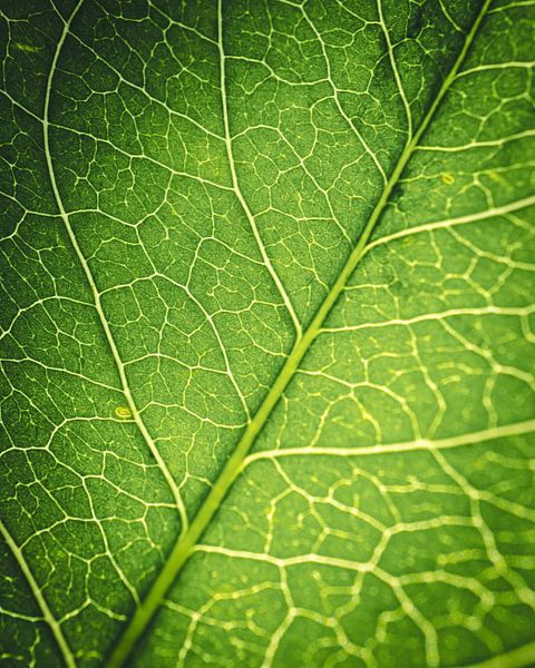 Feuille de l'arbre par Jan