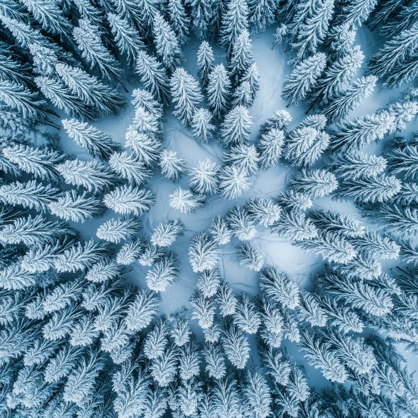 Schneebedeckte Tannenwälder von Poster Art Shop