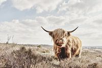 Highland Cow on the Heath