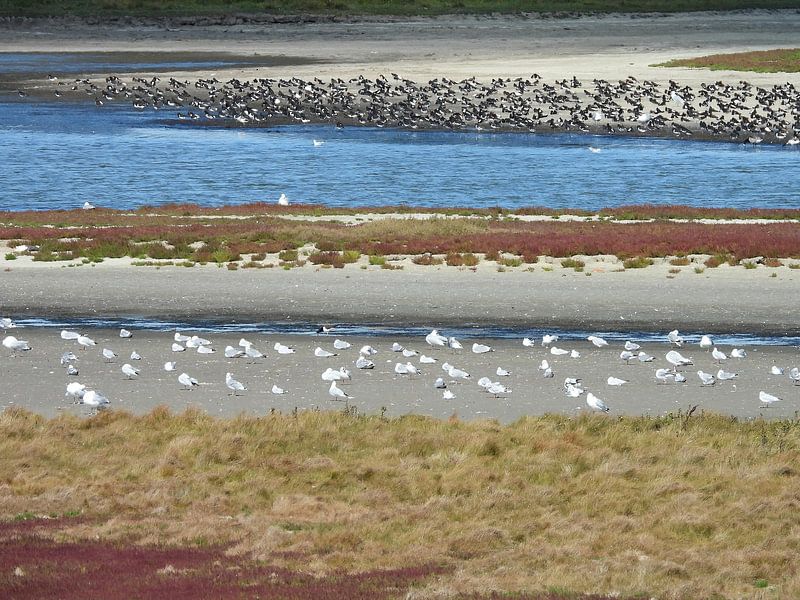 Dans le Prunje (3) par Mario Dekker-Janssen