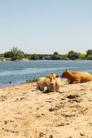 Koeien langs de Maas.