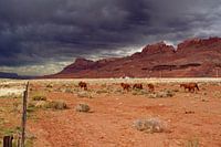 Chevaux dans le désert d'Escalante National Monument
