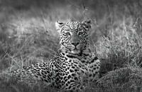 Leopard in Botswana Okavango delta