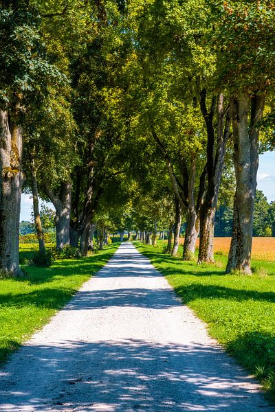 Spazierweg durch eine Allee von ManfredFotos