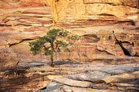 Tree on the Rocks in the Ancient City of Petra