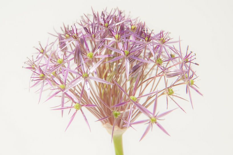 flower art by Hilda van den Burgt