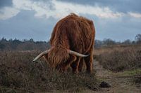 Scottish Highlander