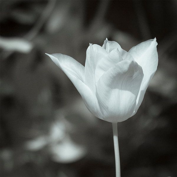 Tulipe blanche. par Ad Van Koppen Fotografie