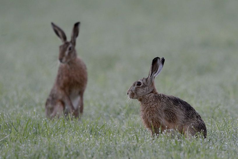 Feldhasen ( Lepus europaeus ) in taunasser Wiese von wunderbare Erde